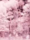 USA-Utah-Aspen Grove in infrared of the Logan Pass area Art Print